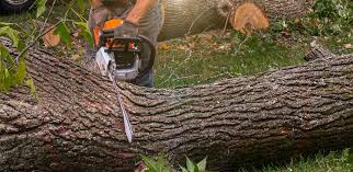 Reliable West Liberty, OH Tree Services Solutions